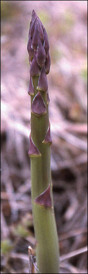 Growing Asparagus in Missouri