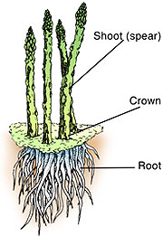 Parts of the aspargus plant