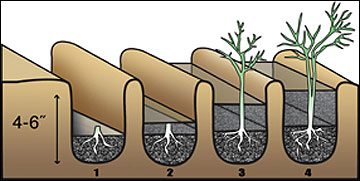 Healthy, one-year-old asparagus crowns should be planted 4 to 6 inches deep in a furrow