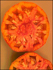 An older tomato variety