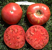 A newer, hybrid tomato