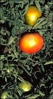 Scalded tomatoes