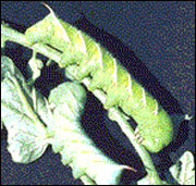 Hornworm