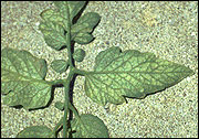 Spider mites