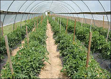 A high tunnel is a low-cost, solar-heated greenhouse that can extend the growing season
