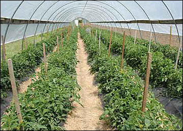 View down a row inside a high tunnel.