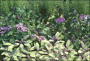 Herbs combined and blended with other plants