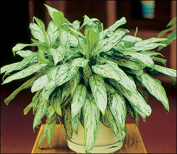 Chinese evergreen is one of many foliage plants adapted to conditions in the home