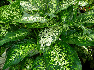 Dieffenbachia contains calcium oxalate, which is a known toxin