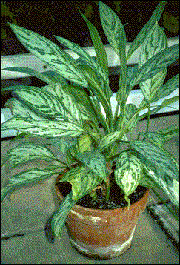 The Aglaonema