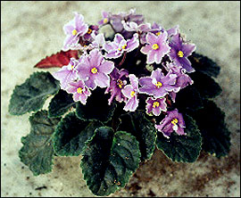 African violet