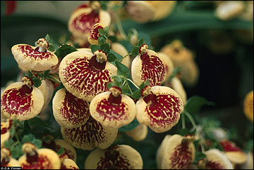 Calceolaria