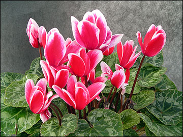 Cyclamen