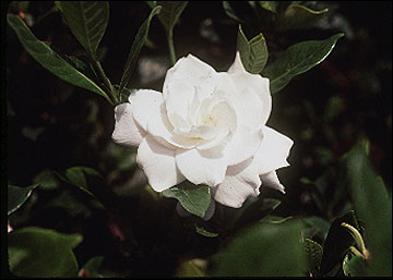 Gardenia