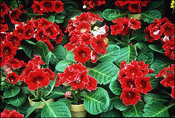 Gloxinia