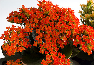 Kalanchoe