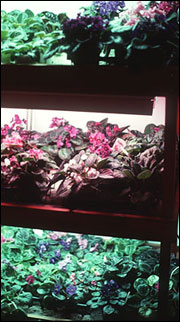 African violets