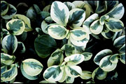 Oval-leaf peperomia