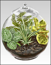 Terrarium