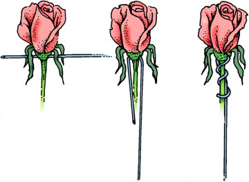 Cross wire flowers with a hard base, such as roses.