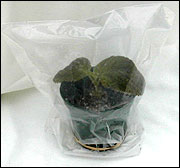 Large zip-type plastic bag secured at base of pot with a rubber band
