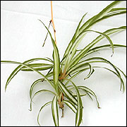 Spider plant 