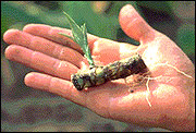 With stem cuttings, plants such as the dracaena shown can produce both roots and new shoots