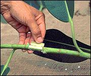 Bark on this rubber plant is being removed in a cylinder around the stem