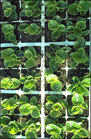 Begonia seedlings have been transplanted into individual sections