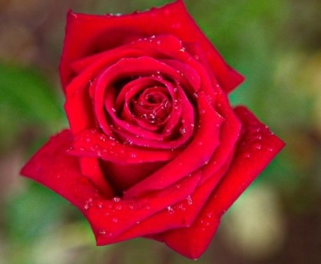 red rose with dew on it
