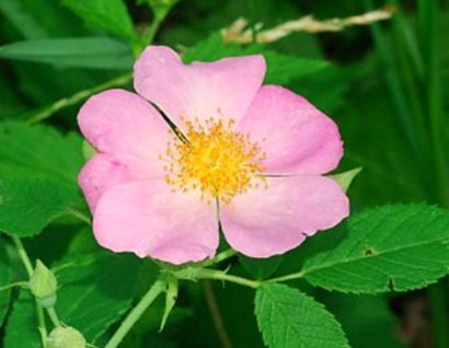 Rosa setigera