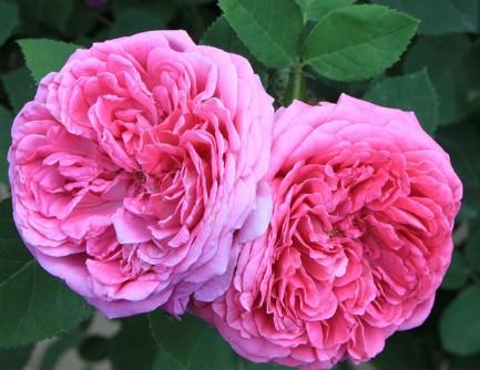 damask rose