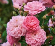 gallica rose