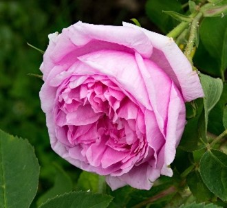 portland rose