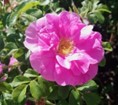 rugosa rose