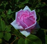 ‘La France’ rose