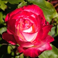 hybrid tea rose