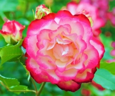 grandiflora rose