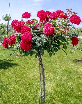 Crimson Red Miniature Roses  Delicate Fragrance Flowers Plant