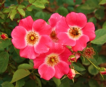 meidiland rose