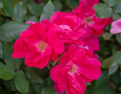 Crimson Red Miniature Roses  Delicate Fragrance Flowers Plant