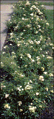 A polyantha rose variety