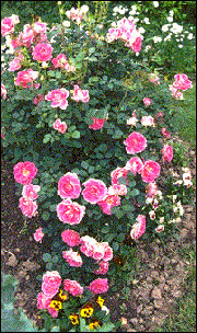 A shrub rose in full bloom.