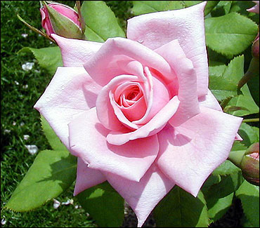 Chicago Peace Rose 2 Gal Pink Yellow Live Bush Plants Hybrid Tea Plant Roses