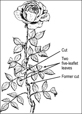 When cutting roses, allow at least two, five-leaflet leaves to remain on each shoot. 