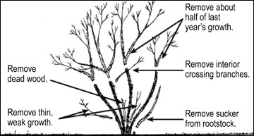 Pruning hybrid teas, floribunda, or grandiflora roses. 