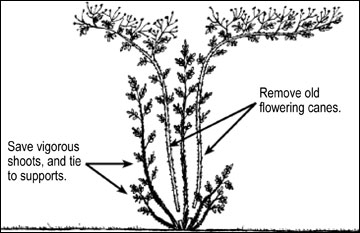 Prune repeat blooming climbers while dormant. 