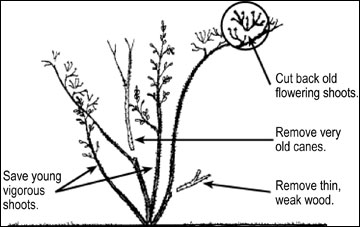 Prune repeat blooming climbers while dormant. 