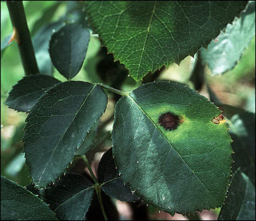 Double Knock Out Roses With White Spots & Holes on Leaves