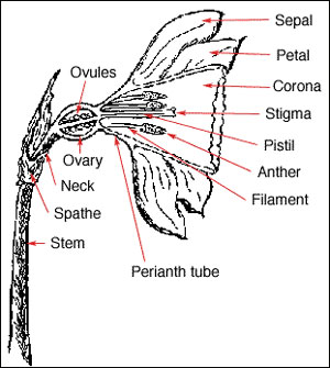 parts of the daffodil flower